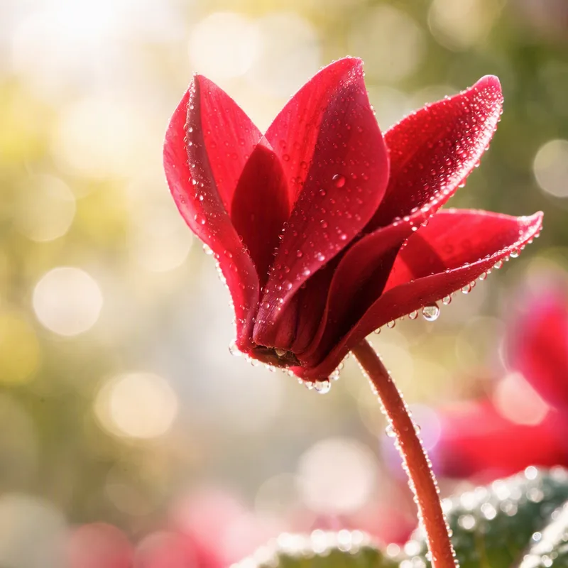 Ciclamino rosso