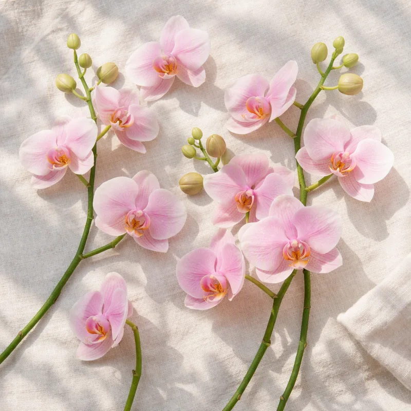 Orchidea farfalla rosa - immagine 4