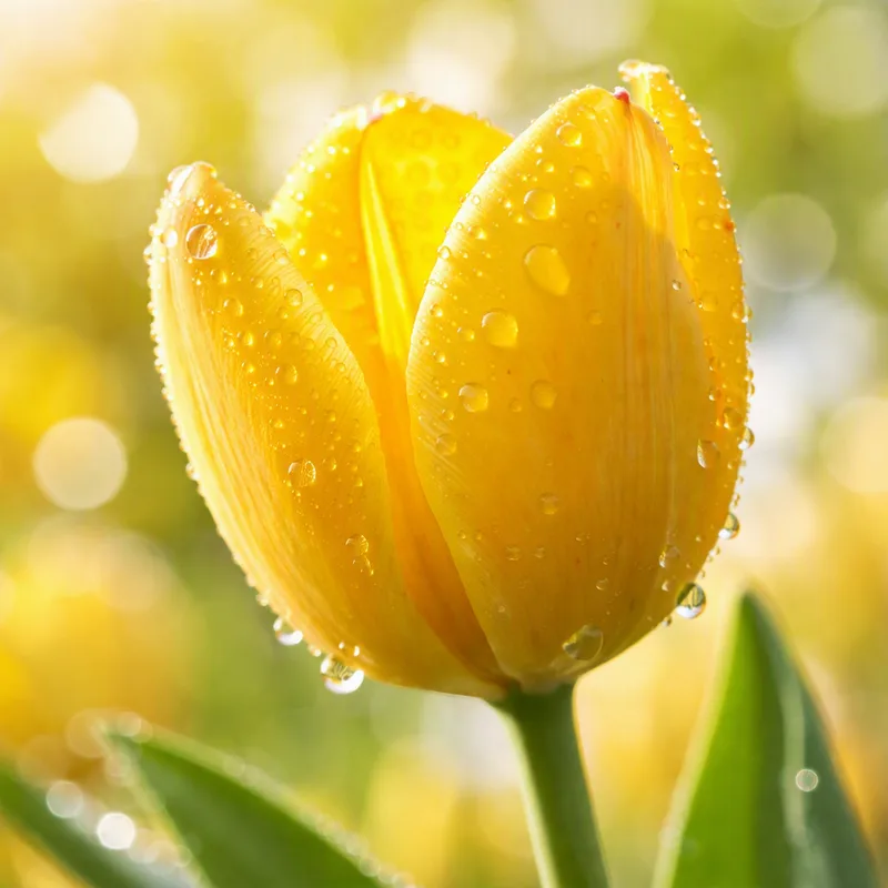 Tulipani